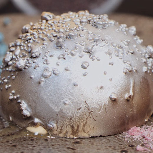 Chocolate Shells with Orange Puree and Enzyme Peeled Orange Segments using Ultratex & Pectinex. 